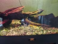Wasserschildkröten mit juwel Vision 260 aquarium - Bad Segeberg Zentrum