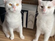2 süße Kater suchen ein neues Zuhause - Grünberg Zentrum