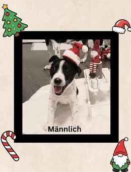 Zuckersüß Welpen - Heiligenhaus Zentrum