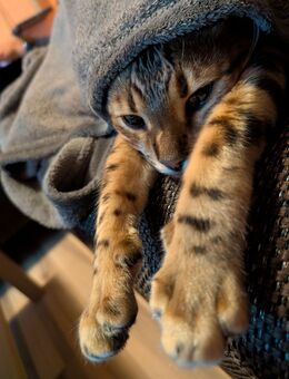 Wunderschöner Kater - Offstein