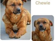 Chewie - Wendelstein