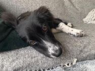 Liebe Mascha 💛🐾sucht ihr Zuhause - Freilassing