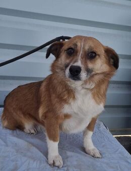 Stella, kleine Hundelady täumt.......... - Köln