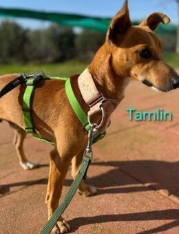 Tamlin sanft u. lieb 07/20 ESP - Ruppertsecken