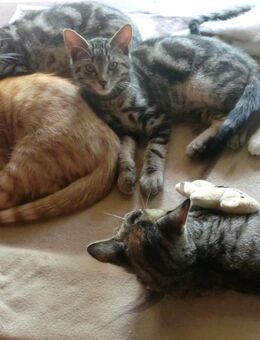 BKH Mix Kitten - Ölbronn-Dürrn