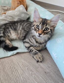 Maincoon Mix - Simmerath