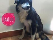 LeeLoo braucht ganz viel Liebe - Flörsheim-Dalsheim
