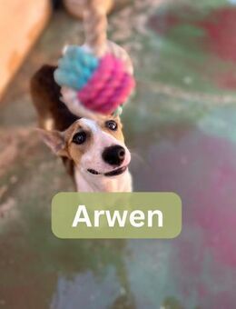 ARWEN, w., kastr., Podenco, ca. 44 cm - Sipplingen