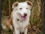 Border Collie,Australian Shepherd Rüde - Osterrönfeld