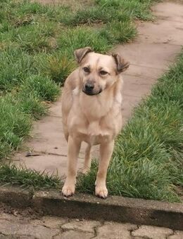 Lyanna ❤️ - Burgsinn