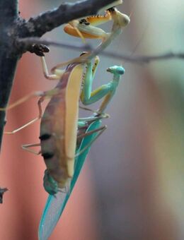 Hierodula venosa, Gottesanbeterin, Oothek - Aachen