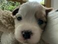 Biewer Morkie Welpen in 46459