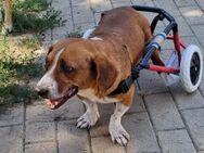 🆘 NOTFALL 💞Tapferer Mini Pook 🆘 - Eislingen (Fils)