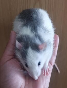 Junge Ratten Herzen suchen zuhause - Leipzig