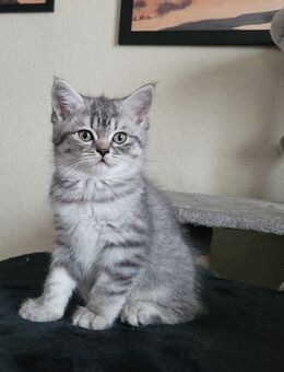 BKH-Perser-Mix Kitten ab sofort abzugeben - Pölzig