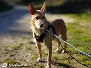 Zartes Seelchen LEYA ❤️ sucht Zuhause - Fahrenzhausen