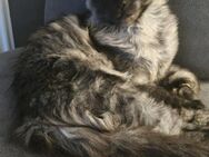 Maine Coon Black Smoke Kitte - Whisky - Gütersloh