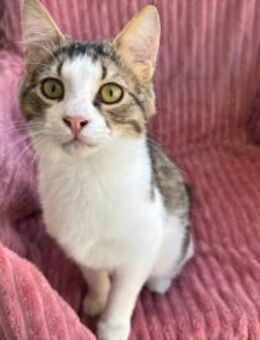 Cookie - zum Anknabbern süß - Kirchheim (München)