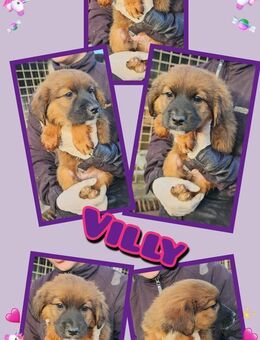 süße Villy sucht warmes Bettchen! - Nürnberg