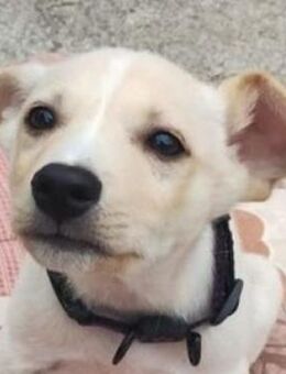 Hundebaby PAT - Gefrees