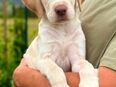 Labrador Welpe Rüde Weiß Champagner beige in 41748