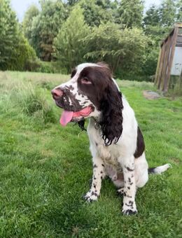 Spaniel Jungrüde dunkelbraun-weiss (7Monate) English Springer Spaniel mit Ahentafel - Ostrhauderfehn