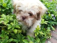 Malteser Shih Tzu - Ibbenbüren