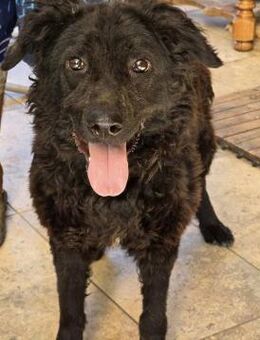 ❤️ Luna - ein Traum in schwarz.... ❤️ - Overath