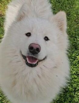 Über Beri der sanfte Riese - Kierspe