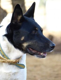 TADEO; Brav, unterwürfig, liebevoll - Geilenkirchen