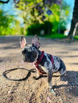 Französische Bulldogge Merle - Lübeck
