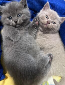 Bkh Kitten - München Thalkirchen-Obersendling