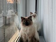 Zwei liebevolle Katzenschwestern suchen gemeinsam ein neues Zuhause - Brühl Zentrum