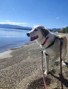 Ginger sucht ihre für immer Familie! - Krefeld