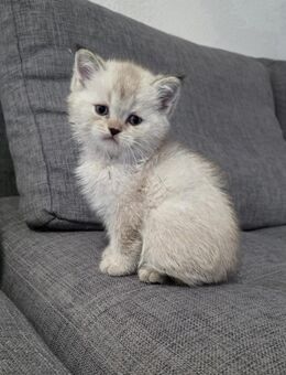 BKH Kitten - Leimen (Baden-Württemberg)