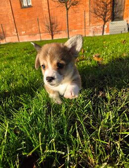 Welsh Corgi Pembroke WELPEN - Boos (Bayern)