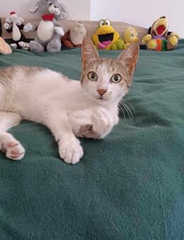 Kuschelkater Malcho sucht sein Zuhause - Augsburg