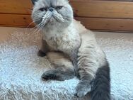 Perser Katze Gina - Feuchtwangen