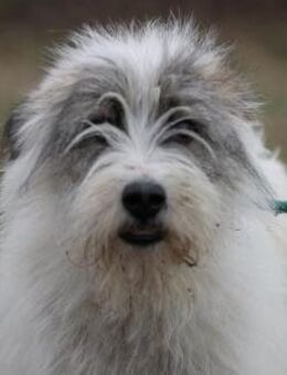 Chatan - hübscher Wuschelrüde - Lohra