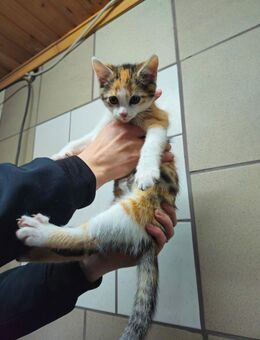 Kitten 3 monate alt - Wolfsburg