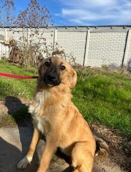 Therry - tolle Hündin sucht zuhause - Siggelkow