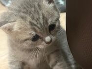 🐾 5 Britisch Kurzhaar Kitten – Liebevolle Familien gesucht! 🐾 - Hamm Zentrum