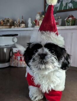 Shi Tzu Welpe Bella sucht ein Zuhause. - Untermaßfeld