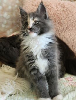 =^..^=Bezaubernde Maine Coon kitten mit Stammbaum aus seriöser Zucht =^..^= - Bad Berleburg