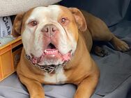 Rüde ‚Bonzo‘ sucht ein neues zu Hause (New English bulldog) - Stemshorn