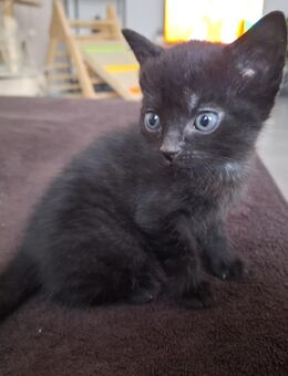 Katzenbabys suchen neues Zuhause - Munster
