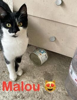Malou sucht ein Zuhause mit Freigang - Waakirchen
