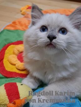 Große reinrassige Ragdoll Kitten mit sehr gutem Stammbaum suchen ein neues Zuhause - Ludwigshafen (Rhein)