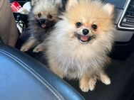 Pomeranian Mini - Berlin