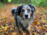 Mailo Miniaturen Australian Shepherd sucht neues Zuhause - Esslingen (Neckar)